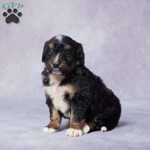 Alan, Mini Bernedoodle Puppy